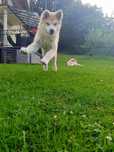 Akita Inu ZKwP/FCI szczeniak po Championie Polski