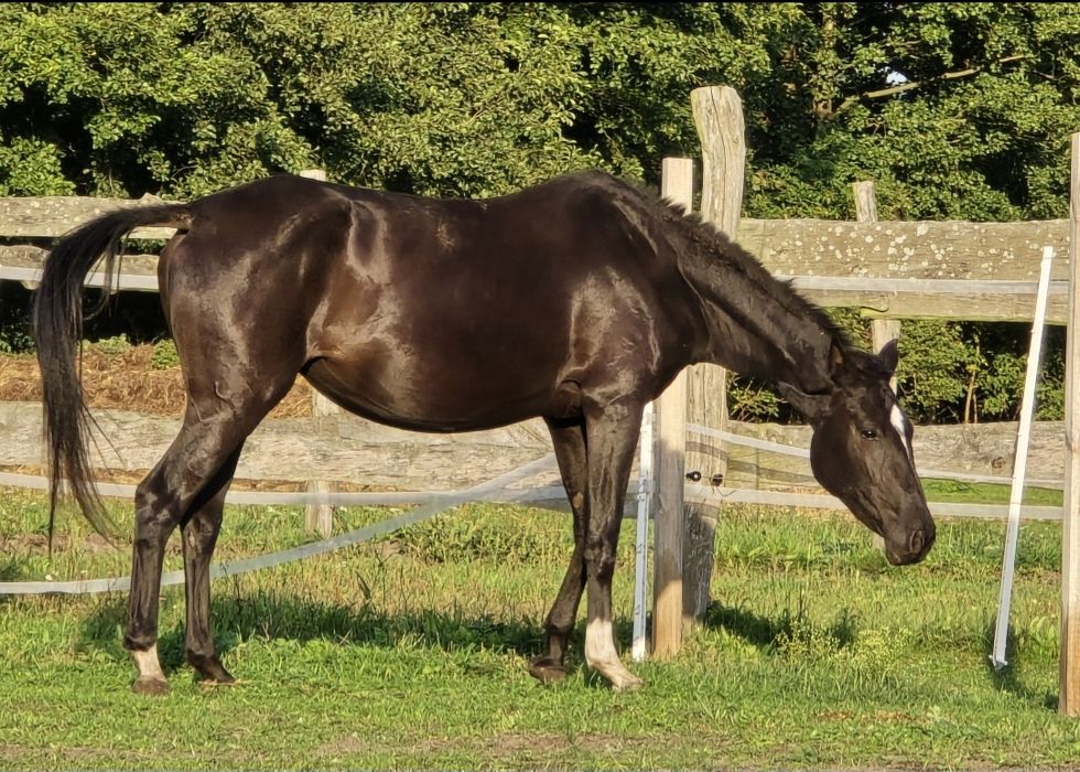 Do negocjacji Prada klacz skokowa po Sandor