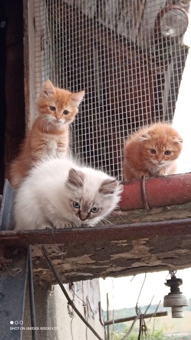 Продам весловухе кошеня