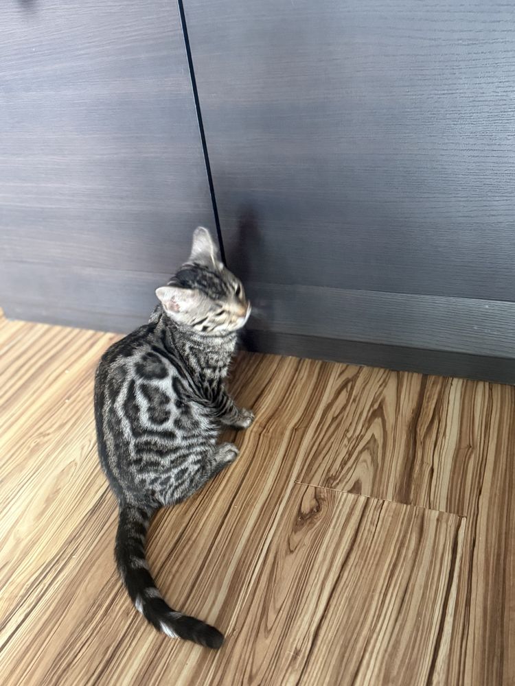 Kocurek bengalski. Srebro GOTOWY DO ODBIORU po zabiegu kastracji