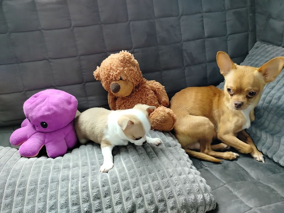 Sprzedam pieska Chihuahua krótkowłosy