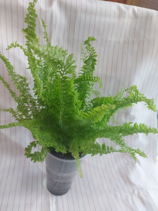 Папоротники декілька різновидів