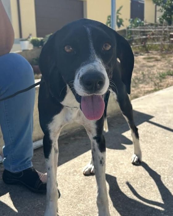 Julieta- cadela de porte medio para adoção