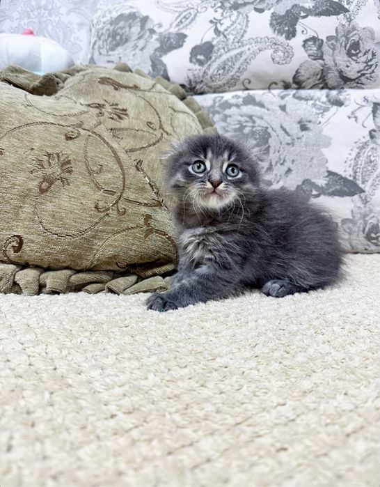 Нежнейший и добрый Мальчик !)