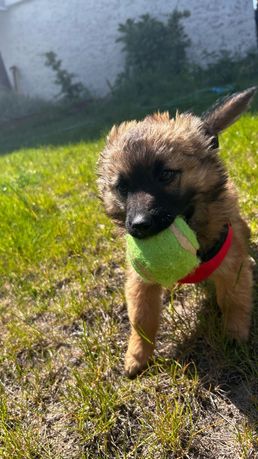 Śliczna puchata Sindi do adopcji
