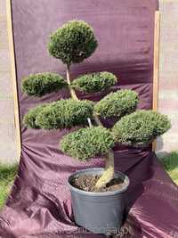 Drzewko BONSAI z jałowca - DOSTAWA - 110 cm - WYGIĘTY