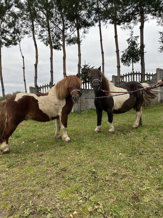 Kucyk  kucyki grzeczne