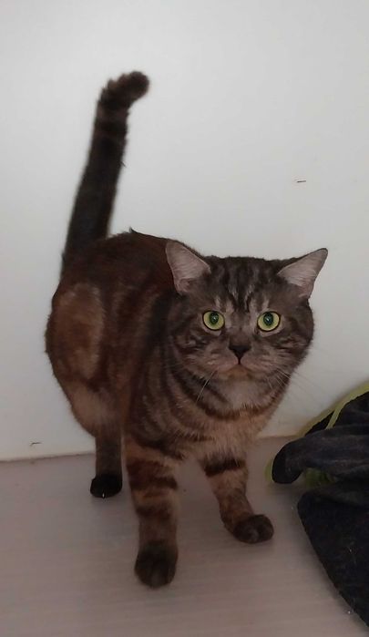 Gato scottish straight- macho