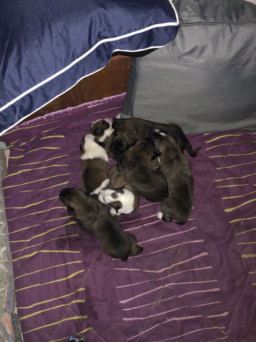 Cães - bebes (mãe serra estrela, pai rafeiro alentejano)