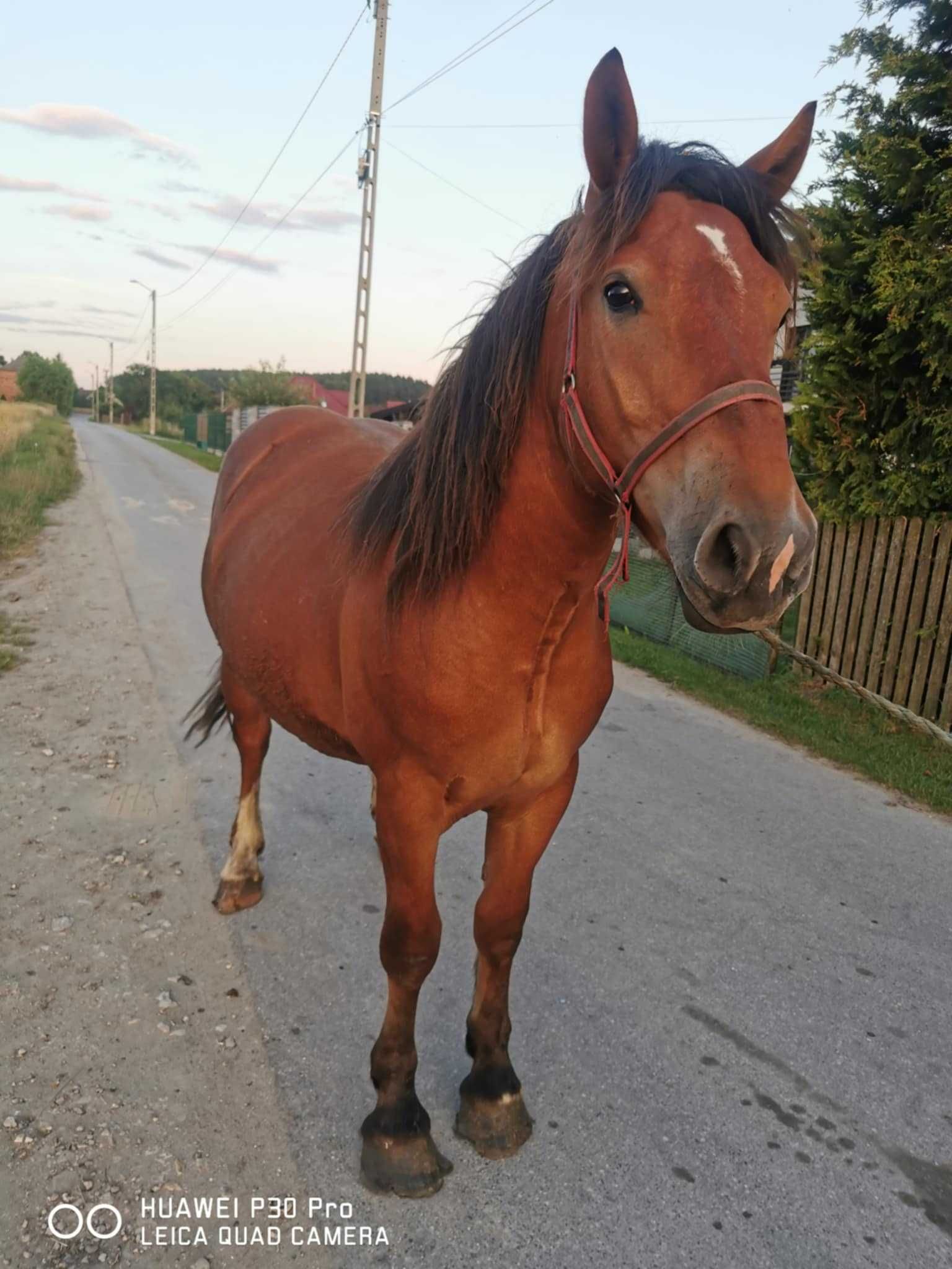 Klacz Zimnokrwista