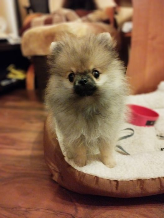 Szpic miniaturowy pomeranian