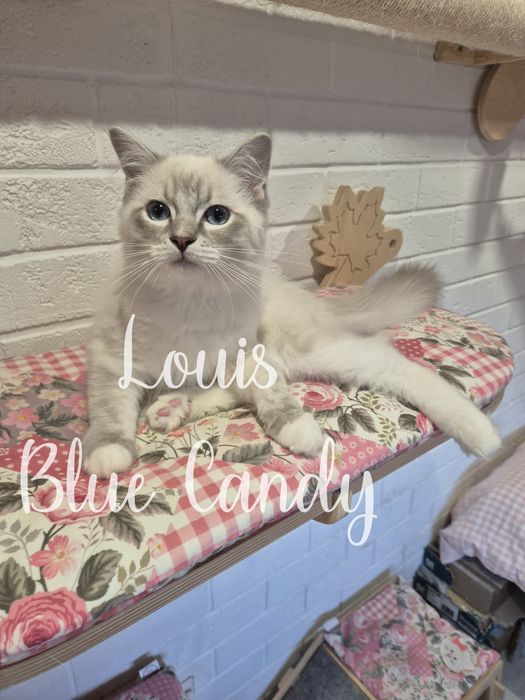 Kot Ragdoll Louis Warszawa FPL Gotowy do odbioru