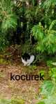 Oddam kociaki w dobre ręce