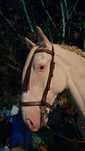 Cavalo PSL castrado