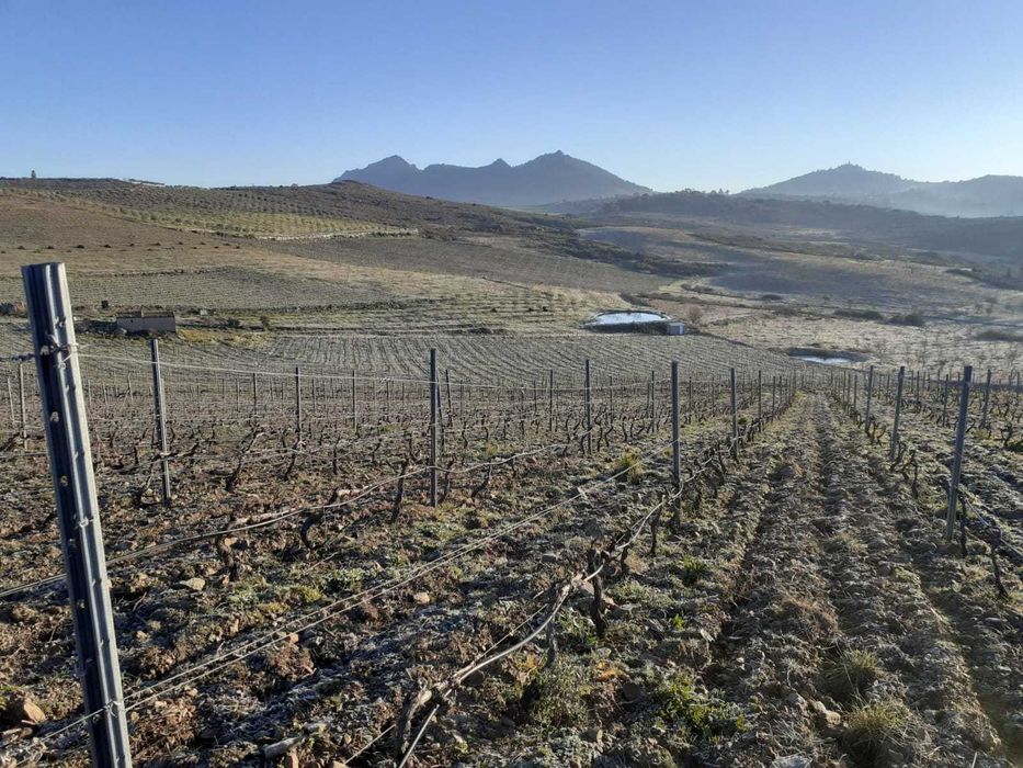 Propriedade concelho Vila Flor - Fotos adicionais