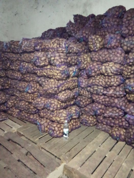 Продам та привезу до Вас картоплю!