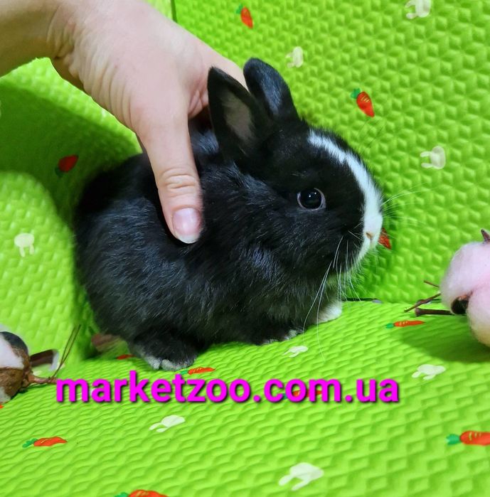 Дуже гарнюній нідерландський малюк