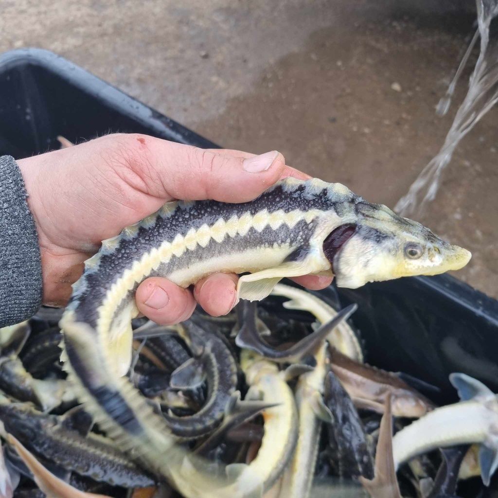 Narybek i kroczek 12 zł