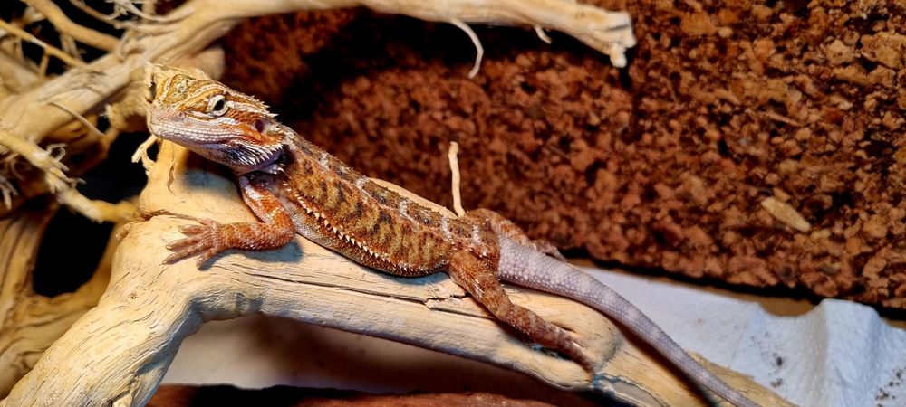 Agamy brodate młode