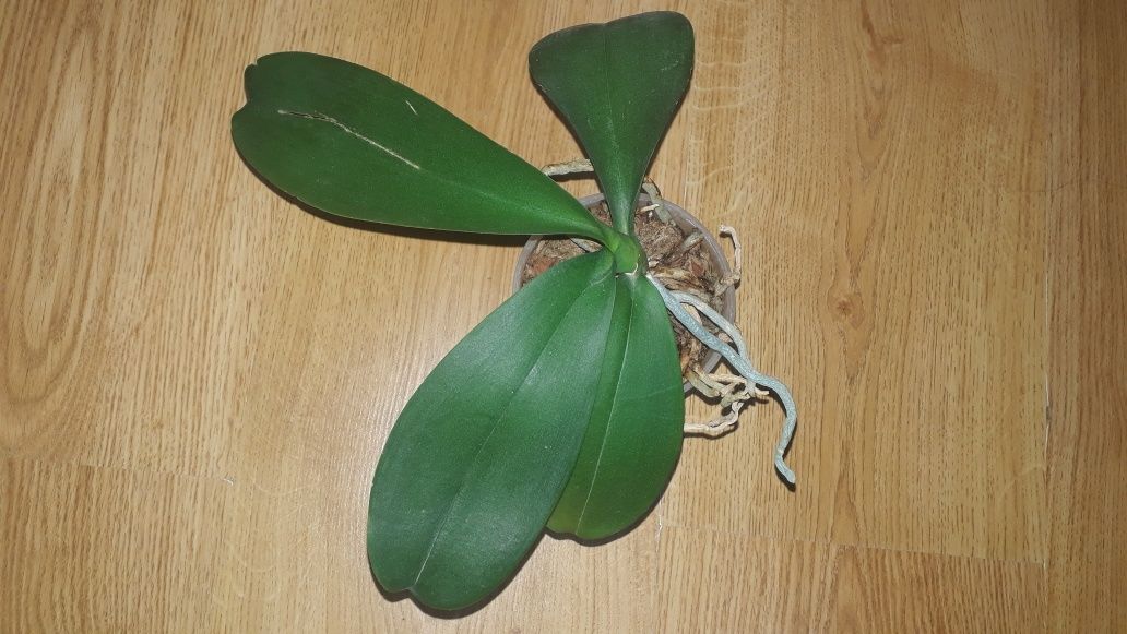 Орхидея фаленопсис phal.Ever spring king x ox black