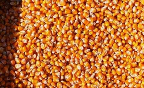 Kukurydza sucha, świeża, mielona, śruta, z własnej suszarni 2025