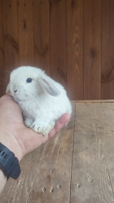 Króliki króliki miniaturka miniaturki mini lop