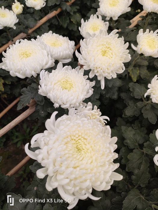 Crisântemo várias qualidades