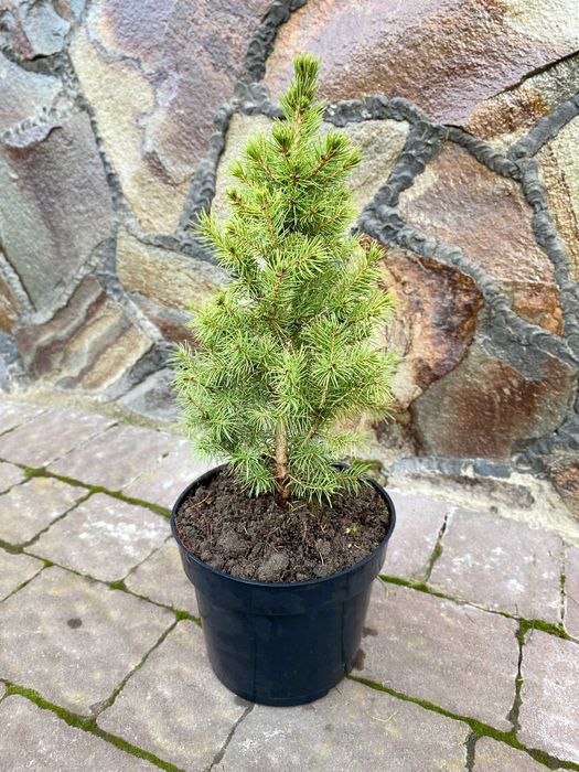 Ауреа Нана Туя Смарагд Ялівець Кипарисовик Ялинка  Мунглоу П9 і 3Л