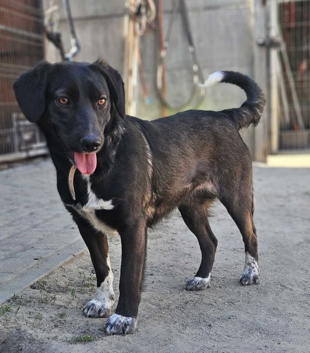 Nastka szuka domu schronisko Zgierz -aktualne