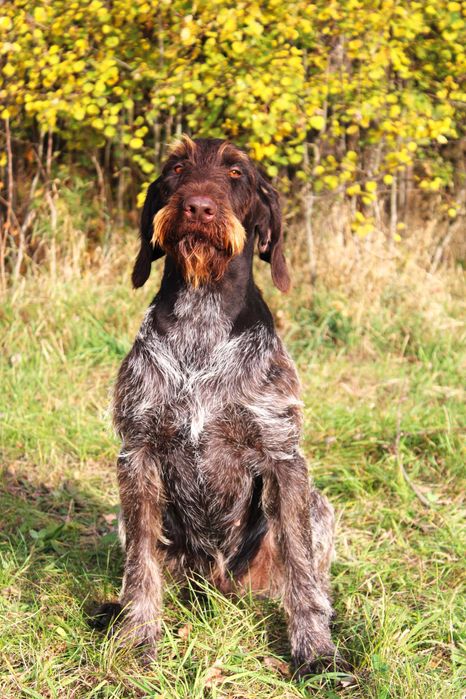 Wyżeł niemiecki szorstkowłosy