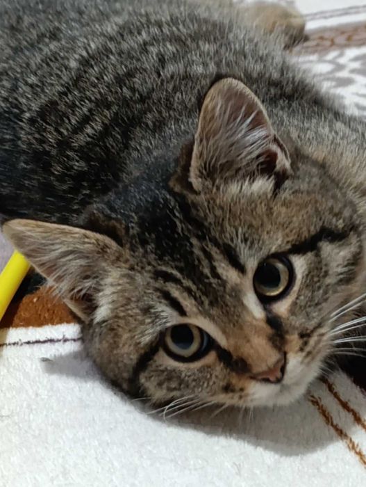 Натуральний полупухнастик окраса під шпроти шукає сім'ю