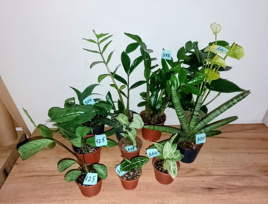 Різні кімнатні квіточки