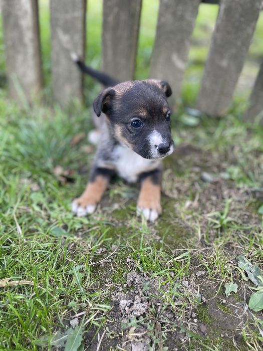Віддамо в хороші руки цуценят