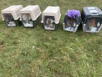 Доставка животных в Европу, США, Канаду. Перевозка, delivery pets