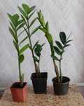 Доларове дерево (Zamioculcas)