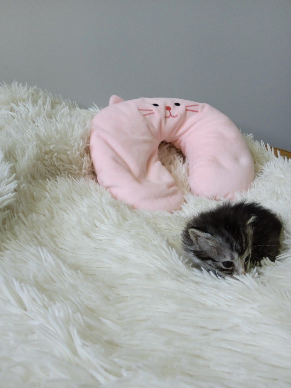 Котики шукають родину! В добрі руки!