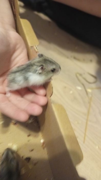 Chomiki młode 4tygodniowe