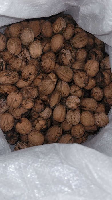 Продам горіх грецький врожай 2025 р.