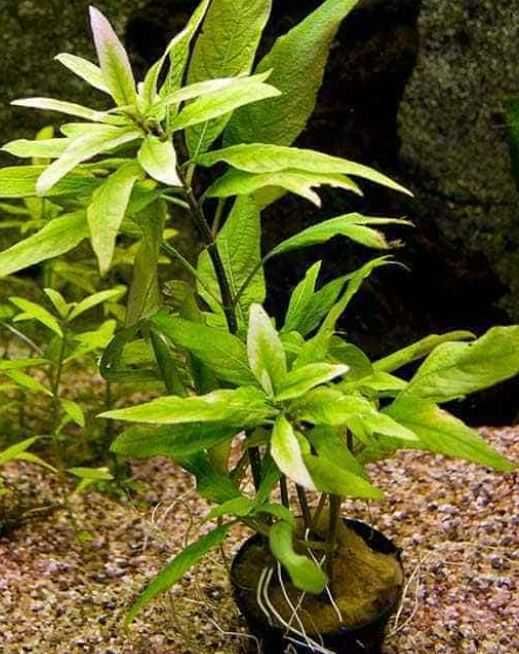 Plantas aquário Low tech