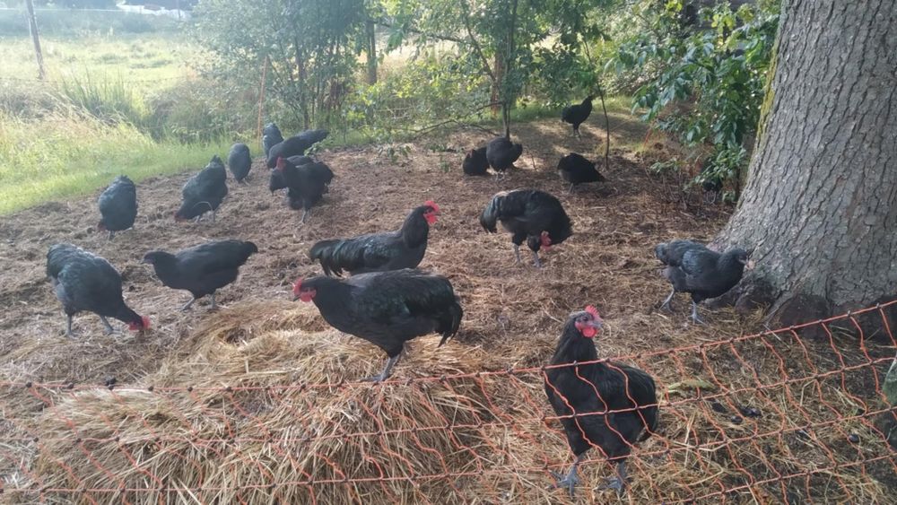 Koguty australorp