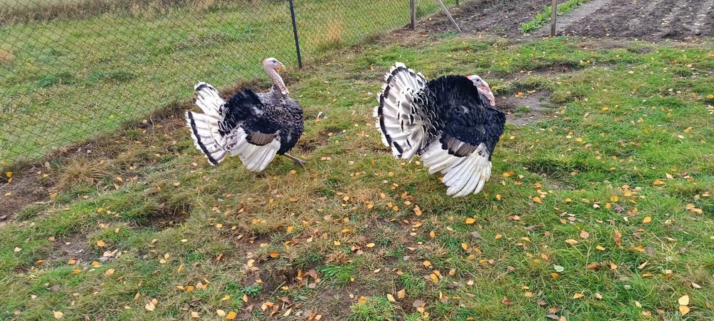 Indyki - indyczki i indory