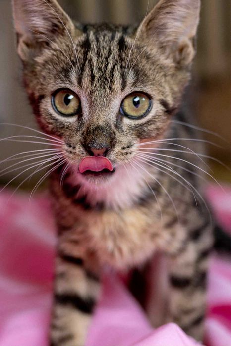 Kotek do adopcji.