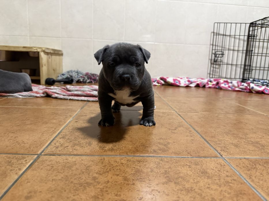 American bully pocket