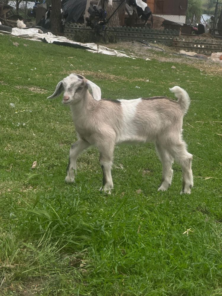 Продам Англо-нубийскую козу