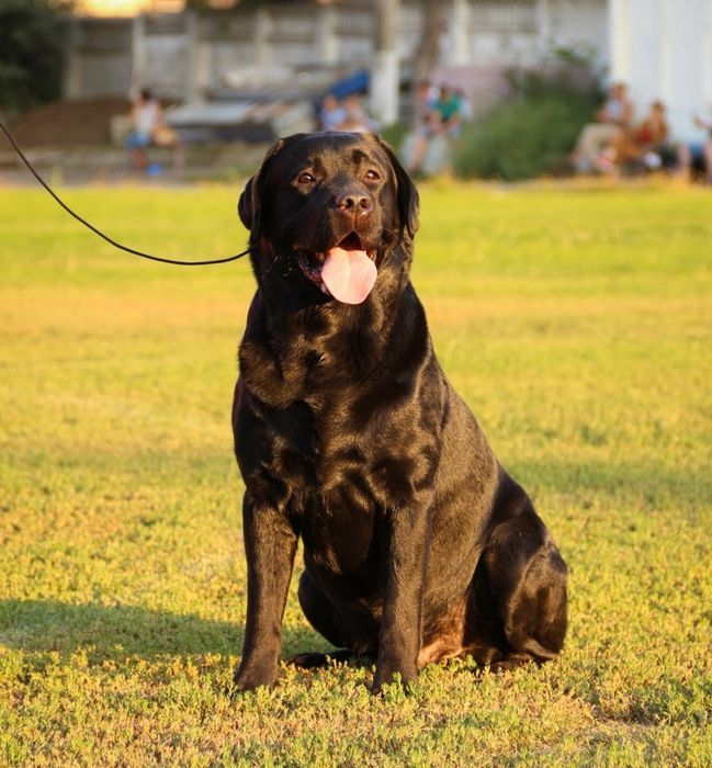 Лабрадор Ретривер Предлагается для Вязки