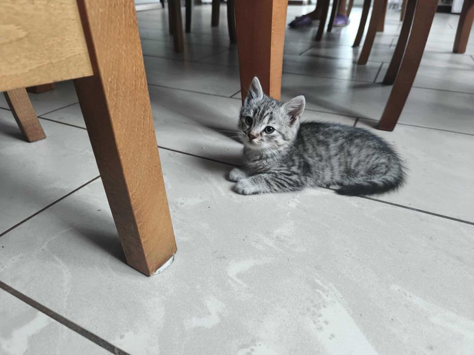 Mam do oddania kociaki