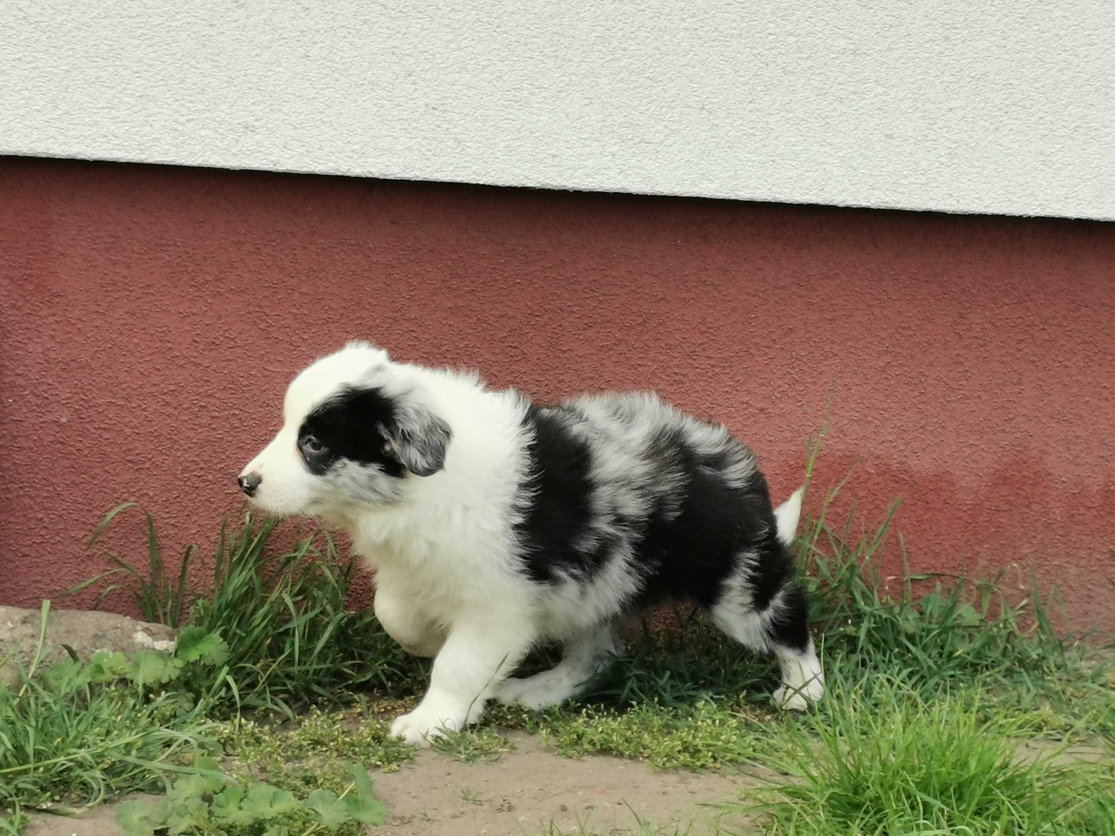 Border collie piesek blue merle