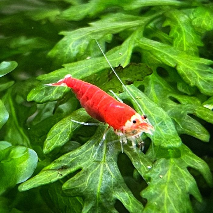 Krewetki Super Crystal Red