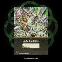Auto Big Bang nasiona marihuany z Kanady | 3 szt