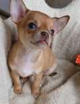 ** Zoya ** krótkowłosa suczka Chihuahua